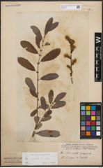 Foto von Salix cinerea L.